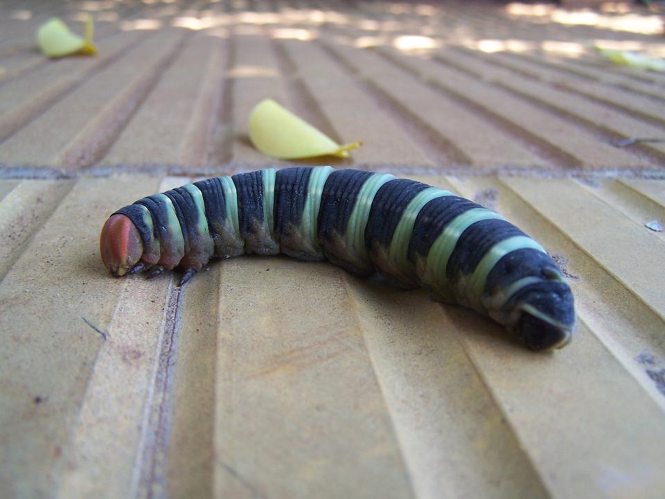 FIGURE 3e FIGURE 3e
